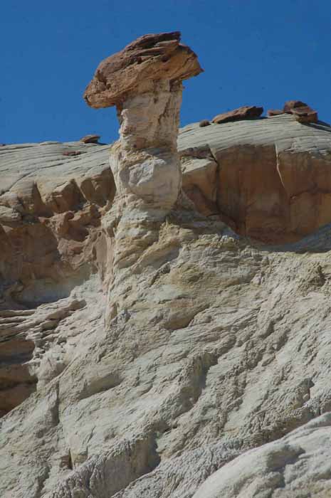 the toadstool trail